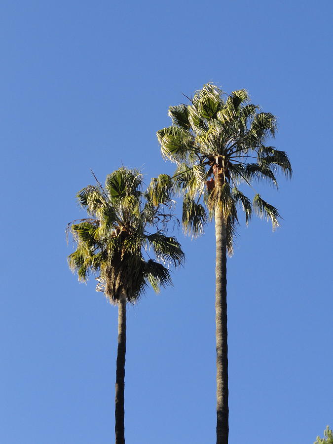 Twin Palms Photograph by Shannon Grissom