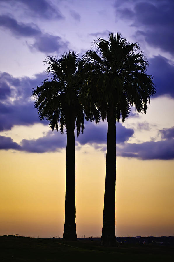Twin Palms Photograph by Sherri Meyer