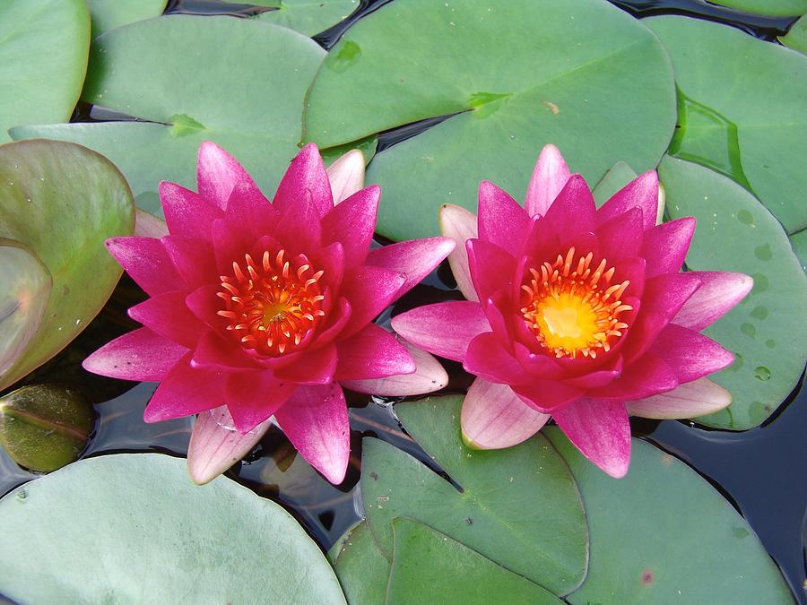 Lily Photograph - Twin Pink Water Lilies by Ian McAdie