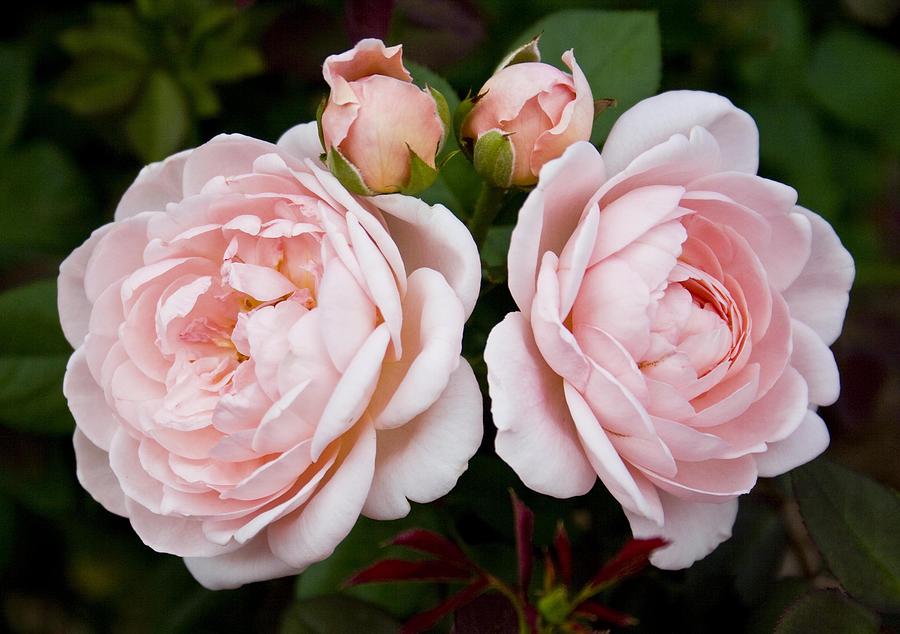 Nature Photograph - Twin Pink Roses by Laura OConnell