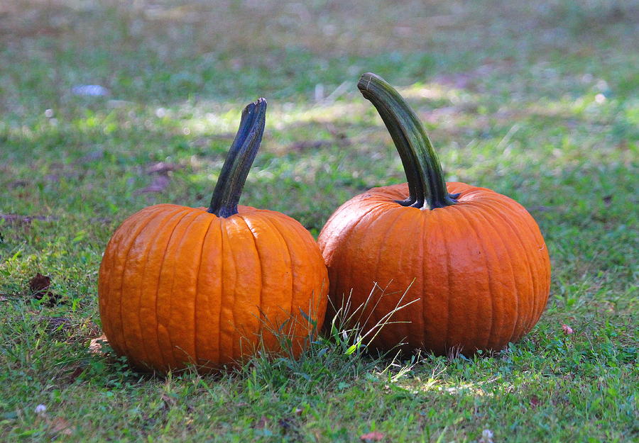 Pumpkin Photograph - Twin Pumpkins by Cathy Lindsey
