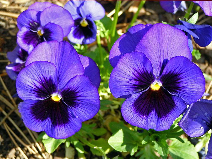 Twin Purple Pansies Photograph by Tikvahs Hope