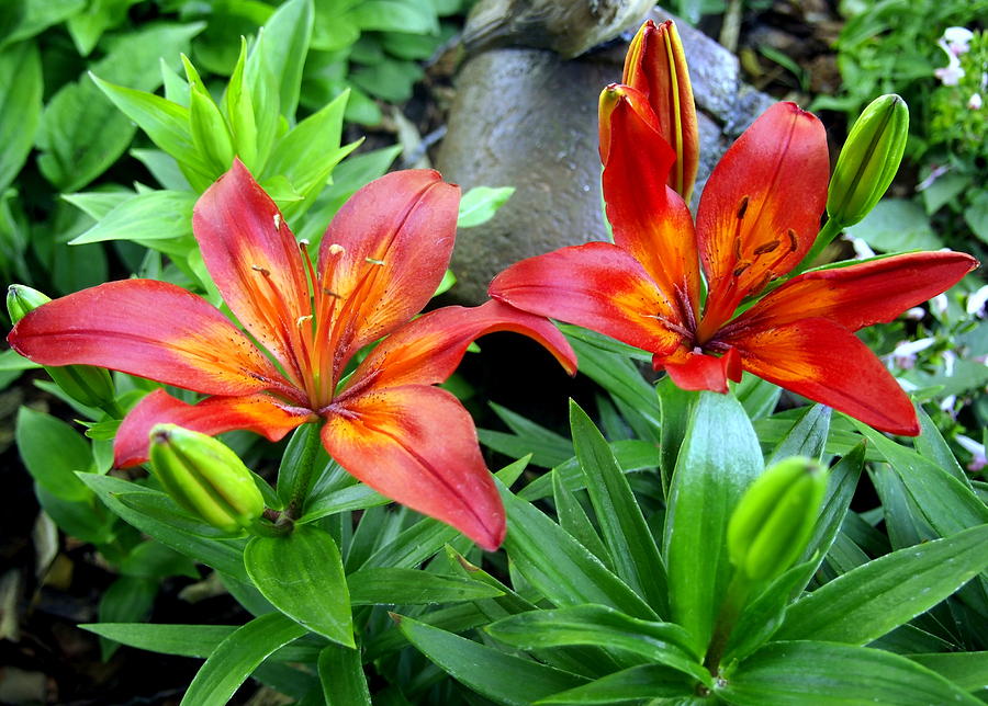 Twin Red and Orange Lillys in the Garden Photograph by Amy McDaniel