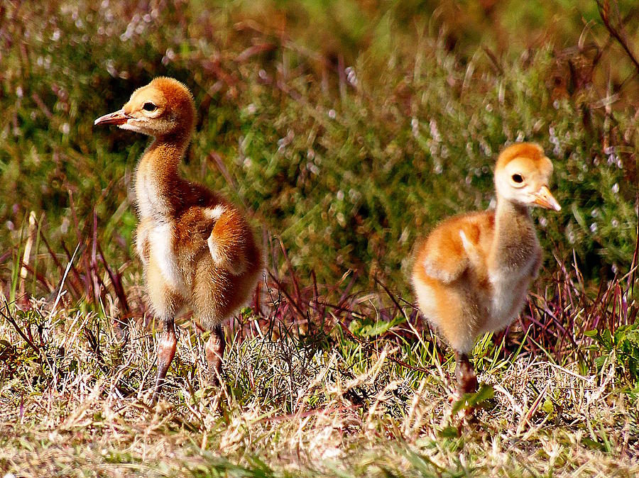 Twin SandHill Chicks 000  Photograph by Christopher Mercer
