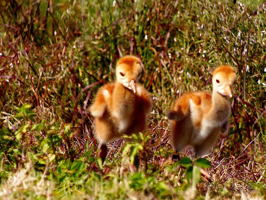 Twin SandHill Chicks Photograph by Christopher Mercer