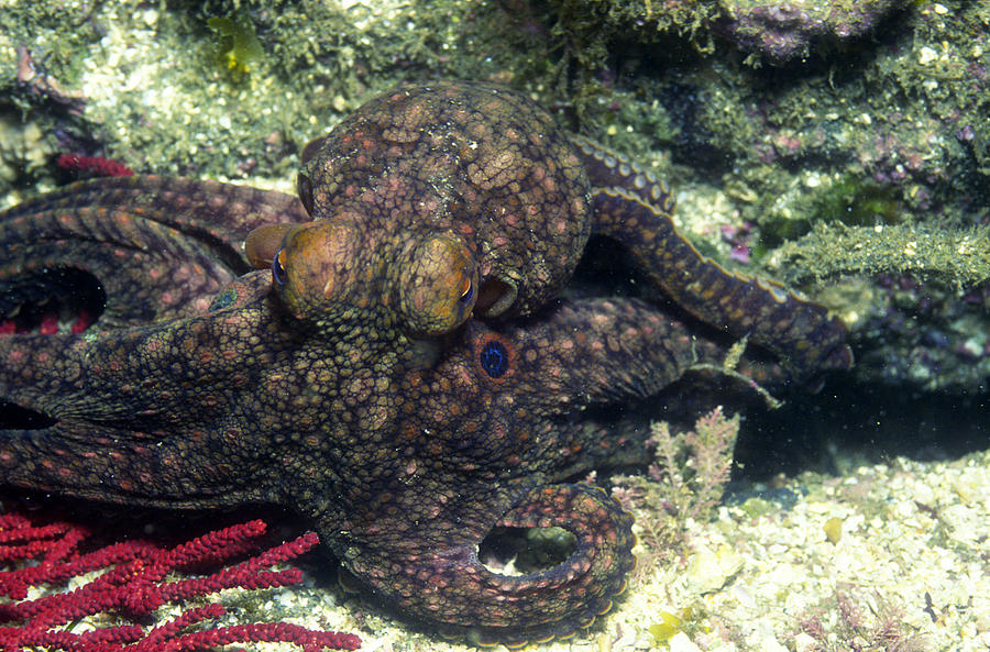 Twin Spot Octopus Photograph by Greg Ochocki