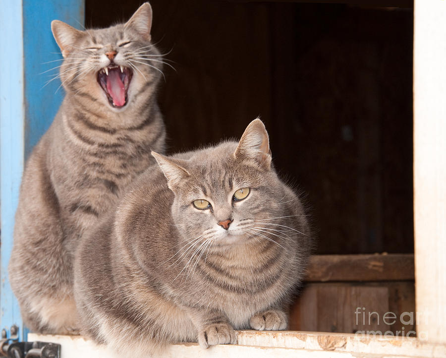 Twin Tabbies Photograph by Sari ONeal