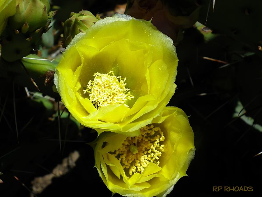 Twin Texas Cacti Blooms Photograph by Robert Rhoads
