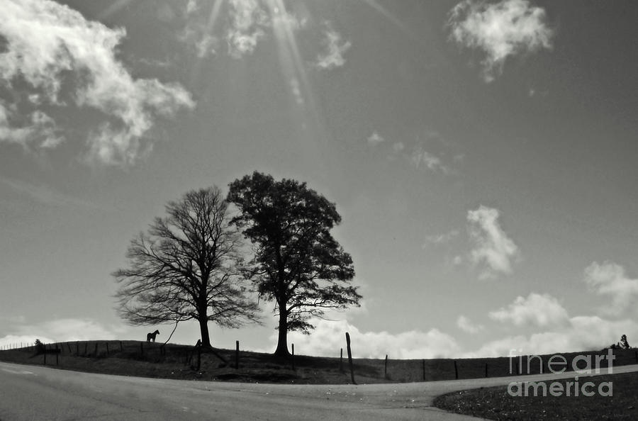 Twin Tree Meadow Photograph by Deborah Smith