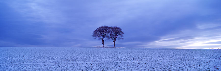 Winter Photograph - Twin Trees In A Snow Covered Landscape by Panoramic Images