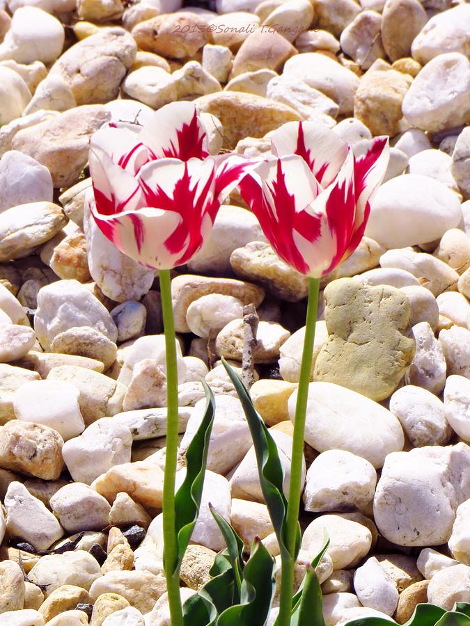 Twin tulip beauty Photograph by Sonali Gangane