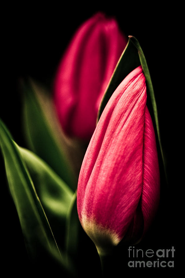 Twin Tulips Photograph by Venetta Archer
