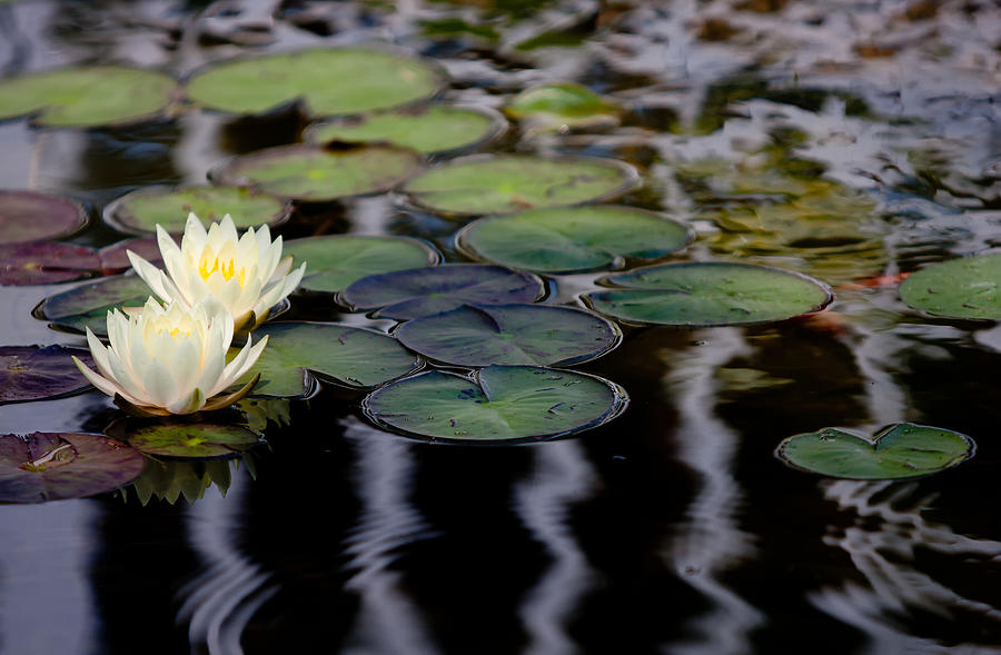 Twin Water Lilies Photograph by Jack Nevitt