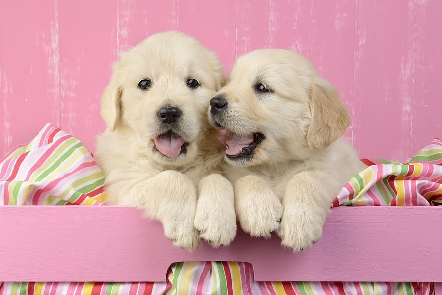 Two Photograph - Twin White Labs In Pink Basket by MGL Meiklejohn Graphics Licensing