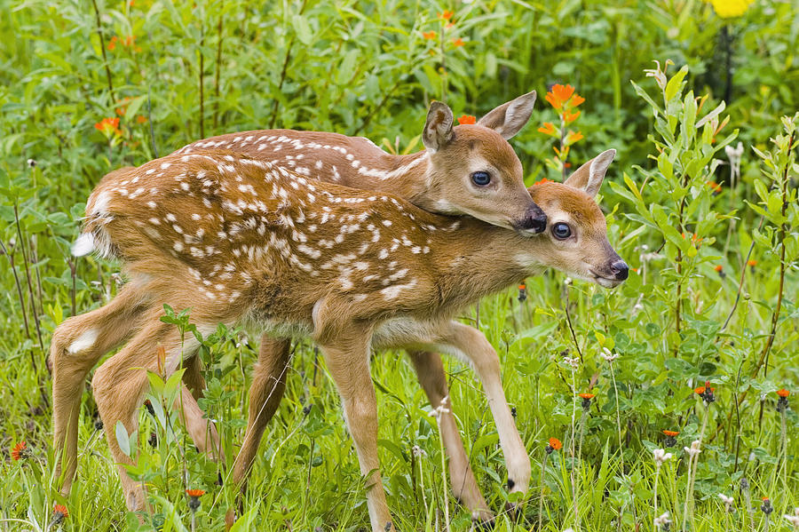 Twin White-tailed Deer Fawns Nuzzling Photograph By Michael DeYoung