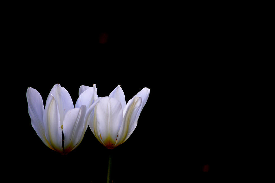 Twin White Tulips II Photograph by Joan Han