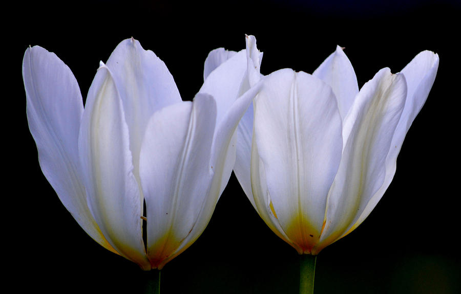 Twin White Tulips III Photograph by Joan Han