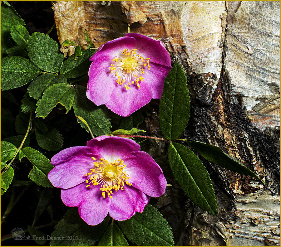 Twin Wild Roses 2 Photograph by Fred Denner