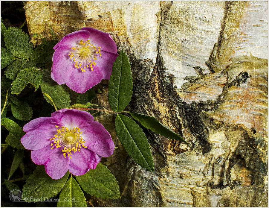 Twin Wild Roses Photograph by Fred Denner