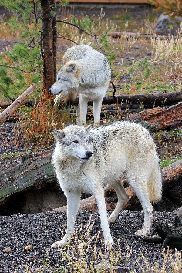 Twin Wolves Photograph by Athena Mckinzie