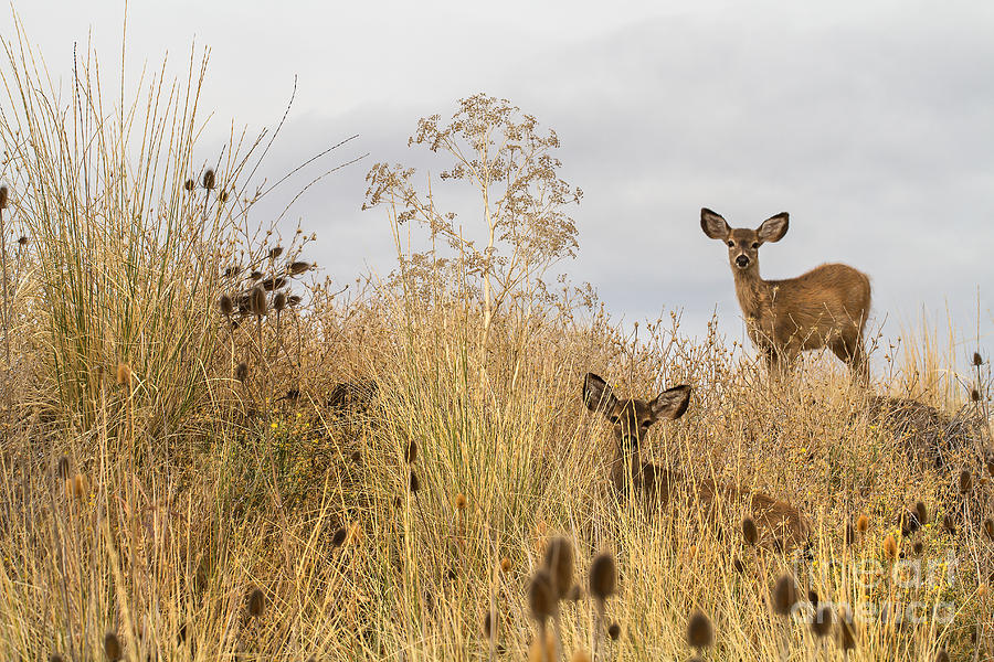 Deer Photograph - Twin Yearlings by Randy Wood