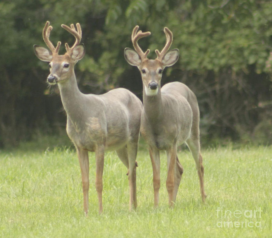Twin Young Bucks Photograph by Jim Lepard