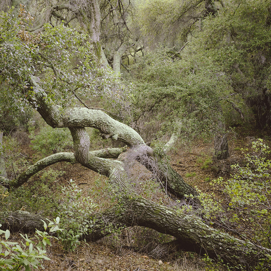 Twined Fallen Oaks, Santa Rosa Plateau Photograph by Alexander Kunz