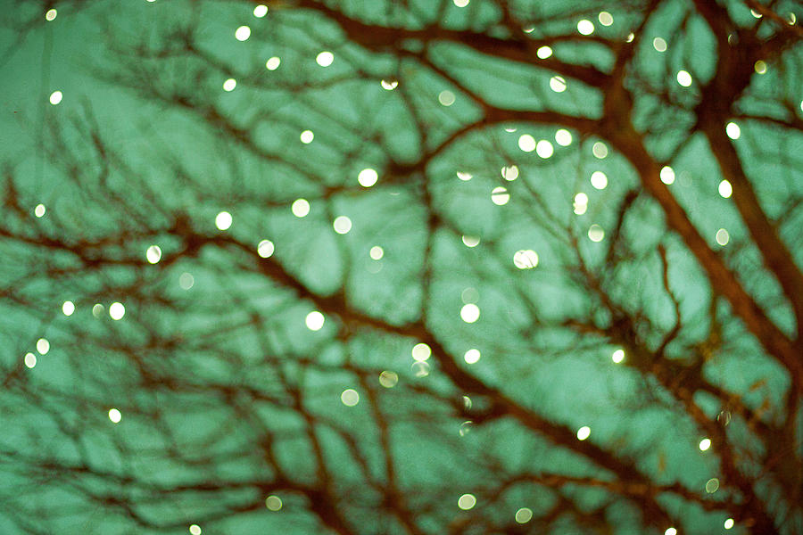 Nature Photograph - Twinkle Lights in Green by Violet Gray