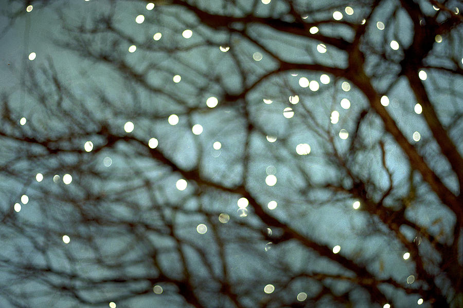 Winter Photograph - Twinkle by Violet Gray