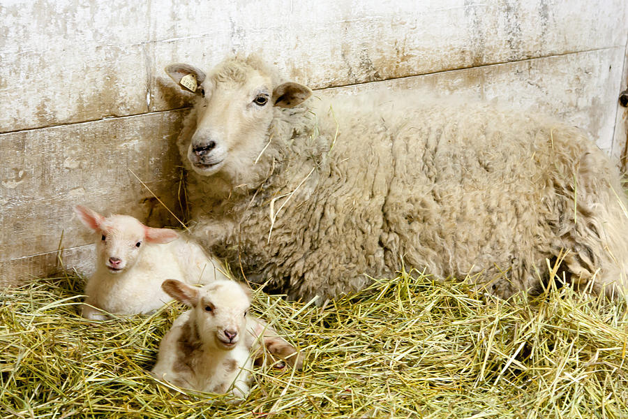 Sheep Photograph - Twins by Courtney Webster