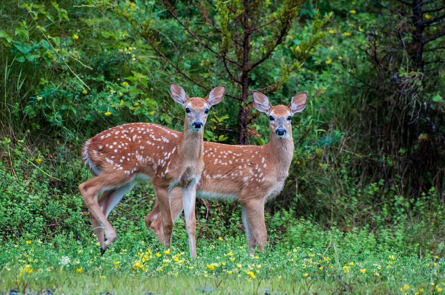Deer Photograph - Twins by Denis Therien