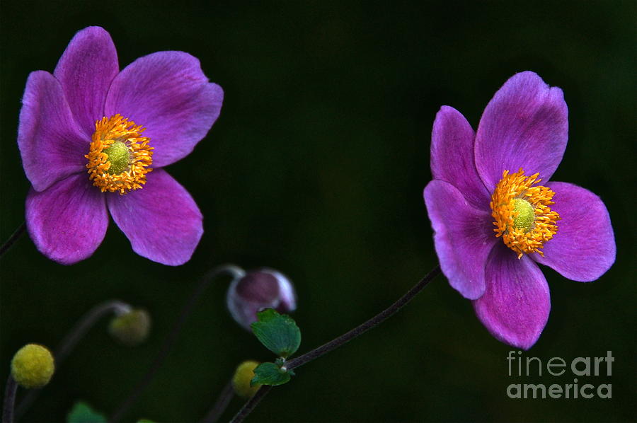 Twins In Jade Gold And Purple Velvet Photograph by Byron Varvarigos