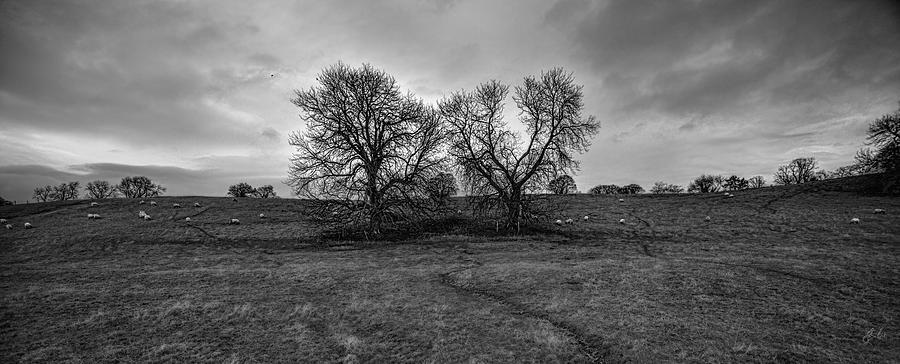Tree Photograph - Twins by Jason Lanier