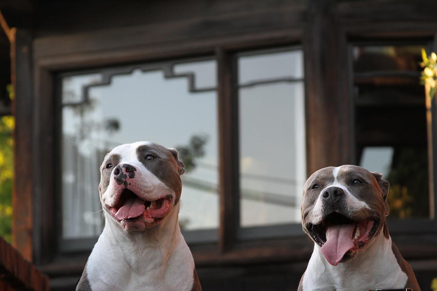 Twins Photograph by Josh Taxson Twins Photograph by Josh Taxson