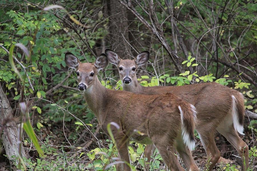 Twins Photograph by Lauren DiScipio - Fine Art America