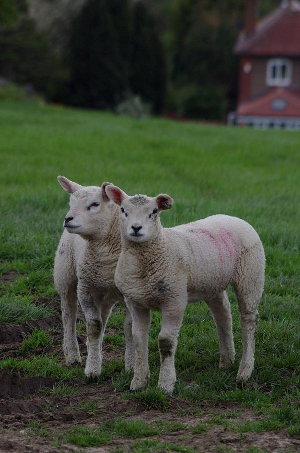 Sheep Photograph - Twins by Lorraine Lumb