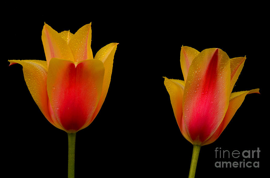 Flower Photograph - Twins by Nick Boren