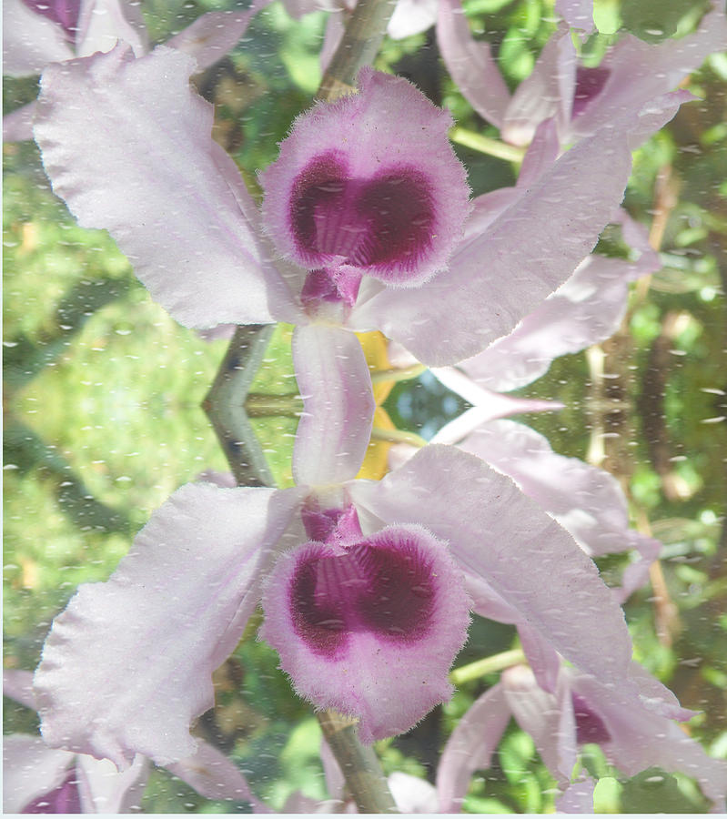 Twins Orchids Photograph by Xueyin Chen