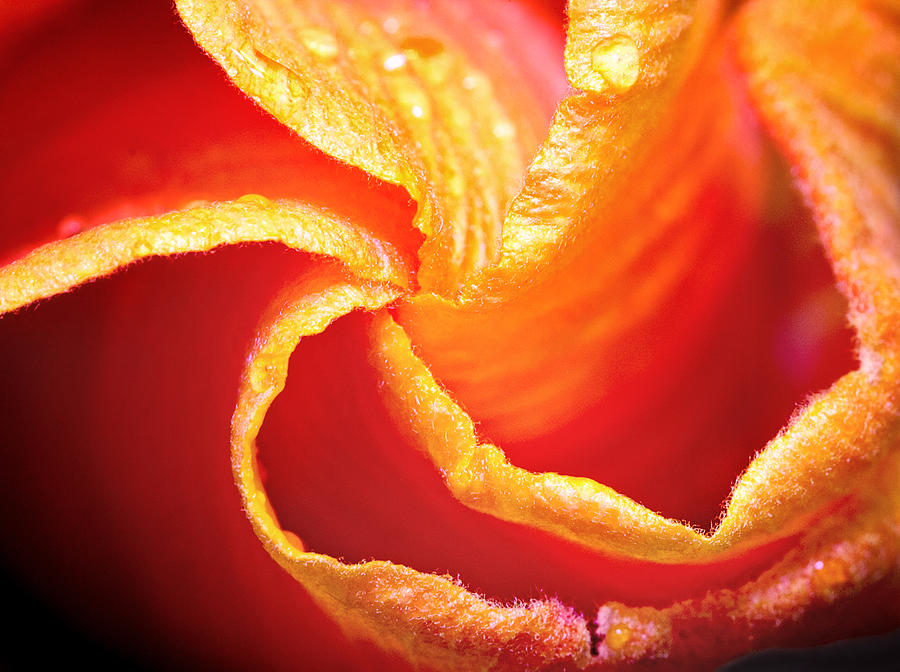 Flower Photograph - Twirl by Justyn  Lamb