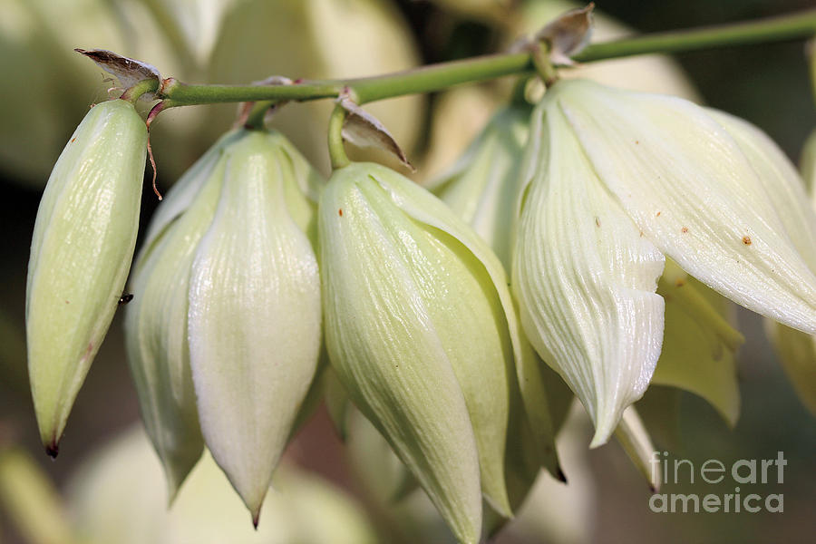 Twist-Leaf Yucca by Susan Schroeder Twist-Leaf Yucca by Susan Schroeder