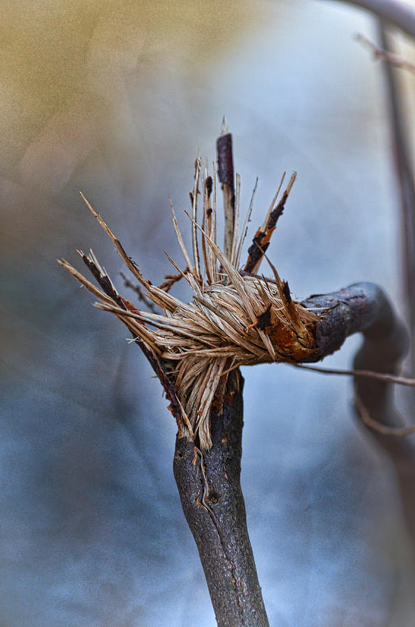 Tree Photograph - Twisted and Splintered by Beth Venner