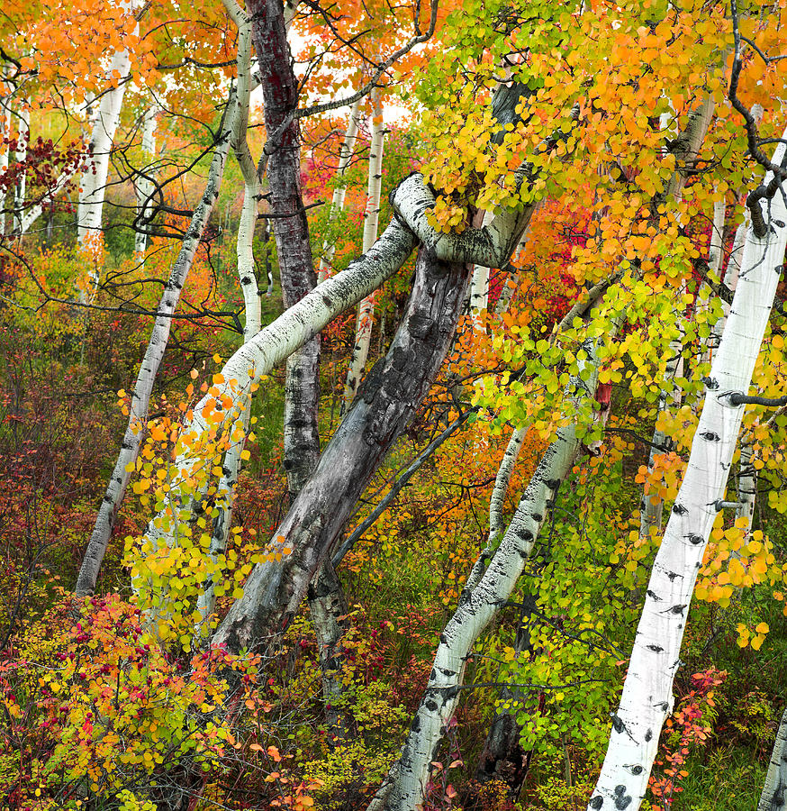 Twisted Aspens Photograph by Tim Reaves