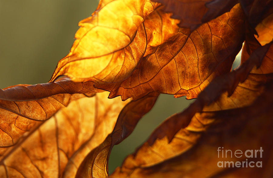 Twisted Backlit Hydrangea in November Photograph by Anna Lisa Yoder