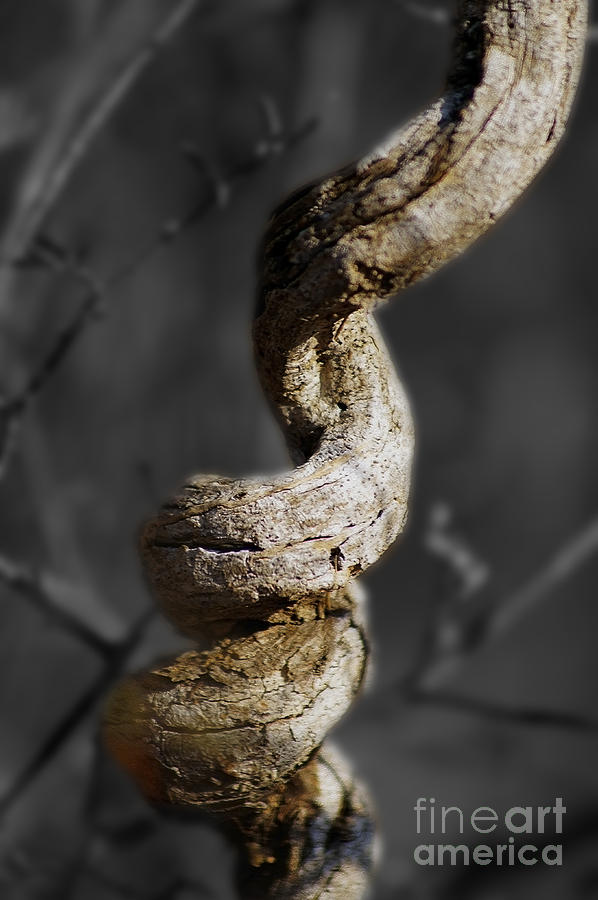 Twisted Branch Photograph by Ben Yassa - Fine Art America