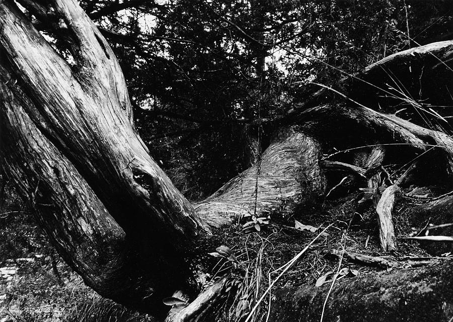 Twisted Branch Photograph by Thomas Firak - Fine Art America