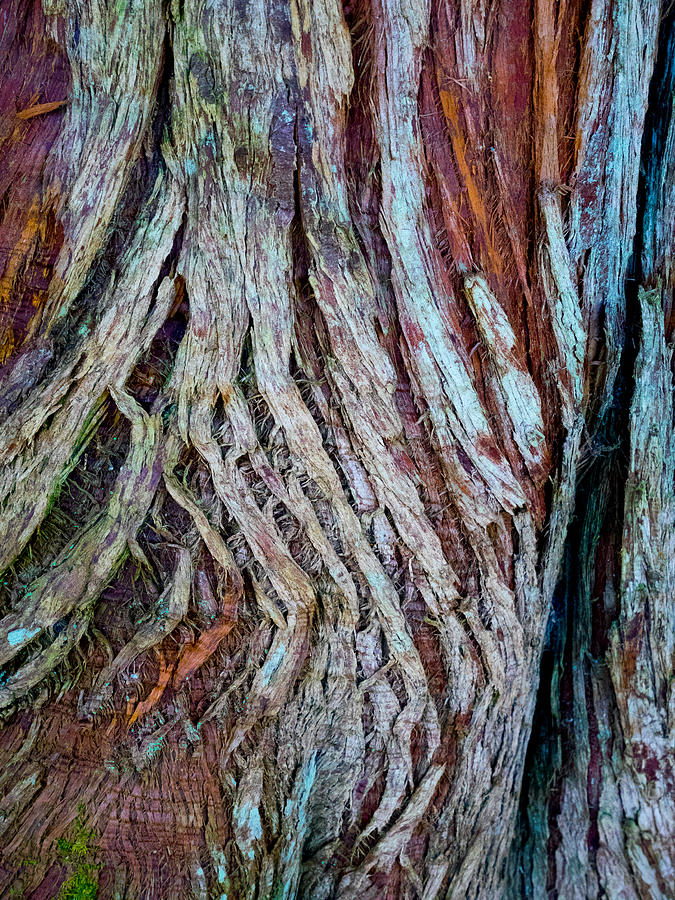 Twisted Colourful Wood Photograph by Hakon Soreide