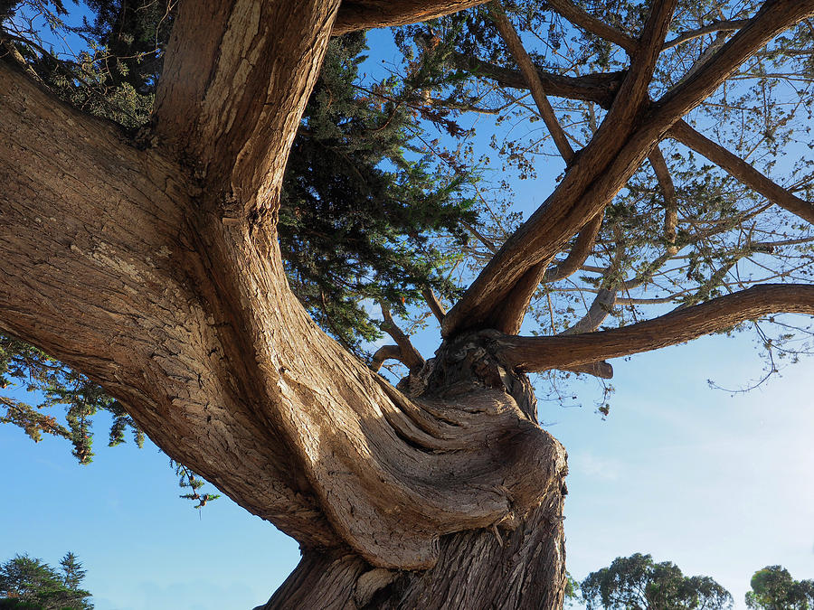 Twisted Cypress Photograph by Derek Dean