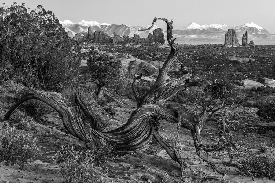 Twisted Desert Monochrome Photograph by Dustin LeFevre