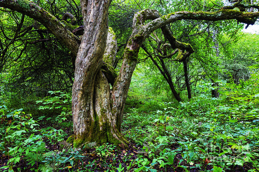 Twisted Dotted Thorn Tree Photograph by Thomas R Fletcher