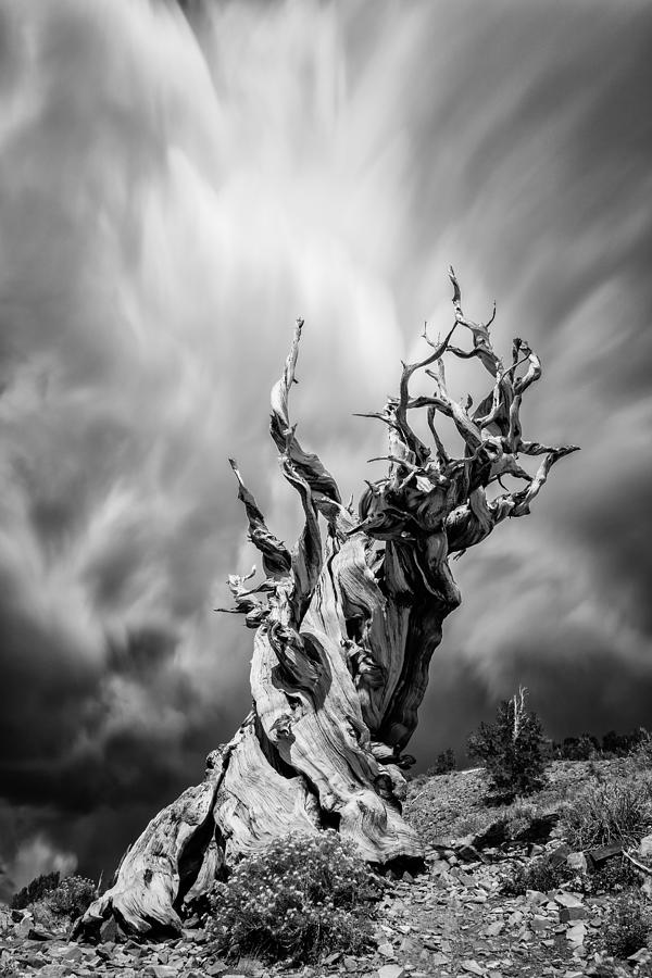Twisted in Time Photograph by Tassanee Angiolillo